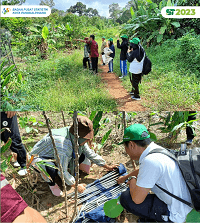 Pencacahan Ubinan Subround I di Kota Pangkalpinang