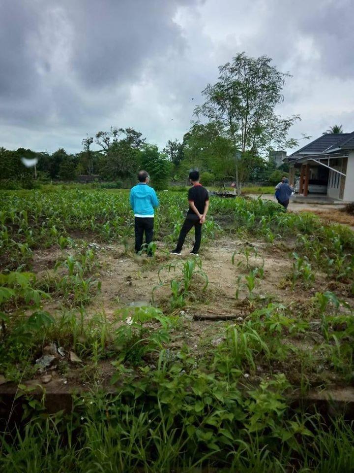 Head of BPS Pangkalpinang City Checking the existence of KSA Corn in Kel. Air Mawar